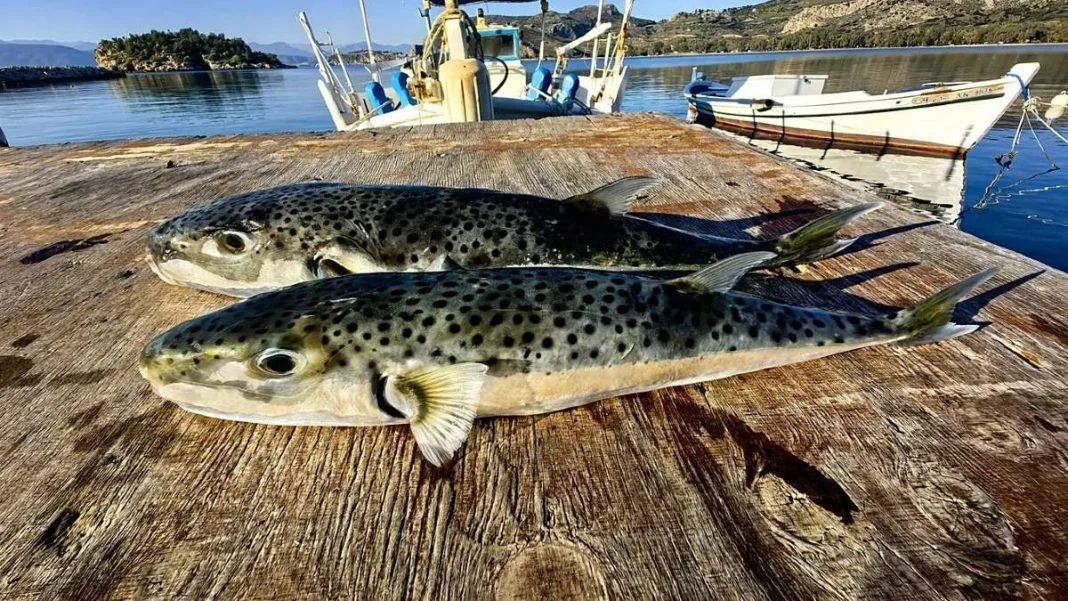 Λαγοκέφαλος: Πιλοτικό πρόγραμμα με αποζημίωση 5,33€/κιλό στους αλιείς