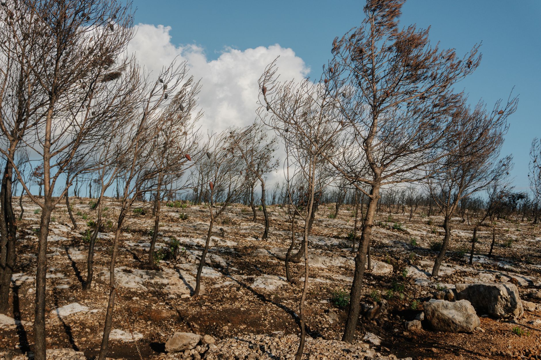 Συνελήφθη 57χρονη πρώην βουλευτής για φωτιά στην Κορινθία