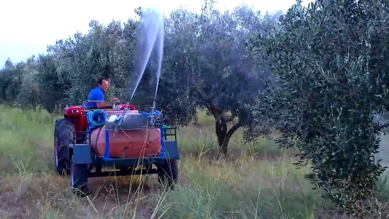 Αχαΐα: Ξεκινούν οι δολωματικοί ψεκασμοί για τον δάκο της ελιάς