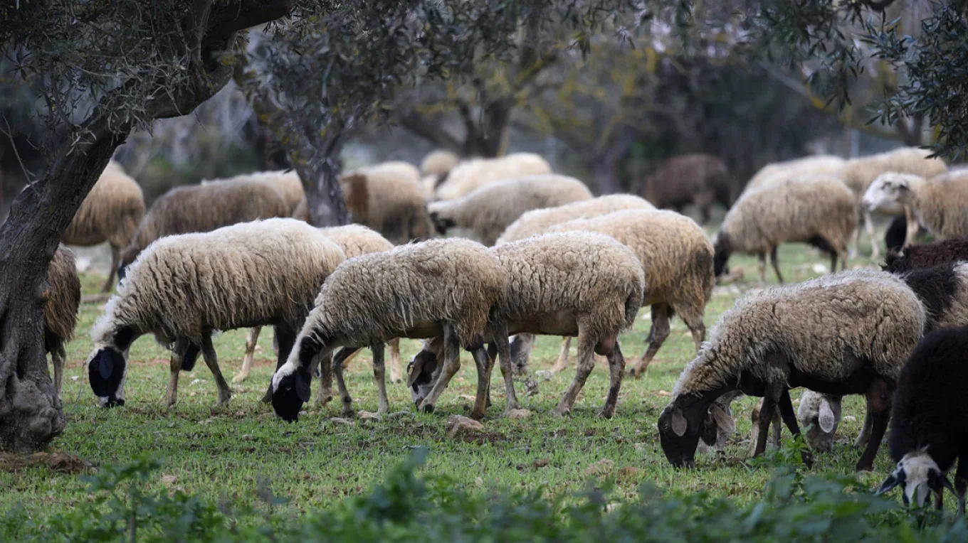 ΑΑΔΕ: Πρώτος μαζικός έλεγχος για αγροτικές επιδοτήσεις στην Κρήτη — τι εντοπίστηκε