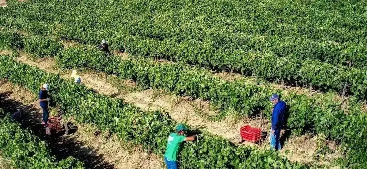 Φορολογικές ελαφρύνσεις για αγρότες: Μηδενικός φόρος έως 20.000 ευρώ — τι αλλάζει